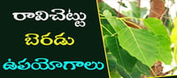 రావి చెట్టు బెరడు కషాయంతో బోలెడు ఆరోగ్య ప్రయోజనాలు..!